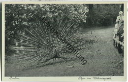 Berlin-Kreuzberg - Pfau Im Victoriapark - Verlag J. Goldiner Berlin 40er Jahre - Kreuzberg