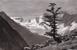 Saas Almagel, Almagelleralp, Alphubel, Täschhorn, Dom (pk56770) - Saas Im Prättigau