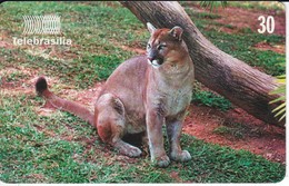 TARJETA DE BRASIL DE UN PUMA - Brasilien