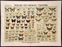 Cca 1900 Pillangók Nagyméretű Litografált Tábla / Butterflies Large Litho Table 76x54 Cm - Stampe & Incisioni