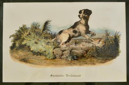 Cca 1850 Spanyol Vadászkutyát ábrázoló Lithográfia 28x18 Cm, Paszpartuban. / Spanish Dog Lithography. - Prenten & Gravure