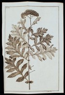 Cca XVIII.-XIX. Század Növény Rajza, Metszette J. Kibler, Rézmetszet, Papír, 35×22,5 Cm - Prints & Engravings