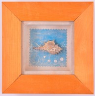 Kis Kagyló, üvegezett Fa Keretben, 16,5×16,5 Cm - Otros & Sin Clasificación