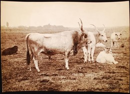 Cca 1920-1930 Kerny István (1879-1963): Bugaci életképek, 2 Db Feliratozott, Pecséttel Jelzett Fotó és 5 Oldalas Kézirat - Andere & Zonder Classificatie