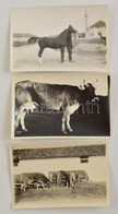 Cca 1930 Háztáji állatok: Tehenek, Ló, 3 Db Fotó, 10×16 Cm - Autres & Non Classés