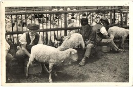 ** T4 Tátra, Magas Tátra, Vysoké Tatry;  Na Salasi / Férfiak Juhok Fejése Közben, Népviselet, Folklór / Men Milking The  - Sin Clasificación