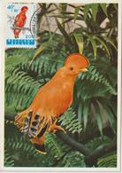 Belgique Carte Maximum 1962 Oiseaux Coq De Roche 1216 - 1961-1970