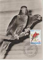 Belgique Carte Maximum 1962 Oiseaux Lori Rouge 1217 - 1961-1970