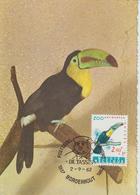 Belgique Carte Maximum 1962 Oiseaux Toucan 1219 - 1961-1970