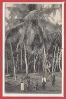 ASIE  - SRI LANKA -- Ceylon - Coconut Palma - Sri Lanka (Ceylon)