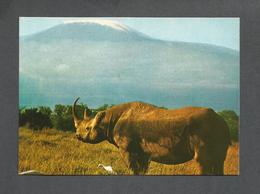 ANIMAUX - ANIMALS - RHINOCEROS - KILIMANJARO IN THE BACKGROUND - ÉDITION EAST AFRICA - Rhinocéros