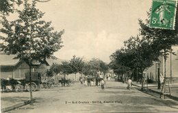 ALGERIE(SAIDA) ARBRE - Saïda