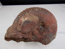 AMMONITE 10 X 8 CM MONTS DU LYONNAIS - Fossils