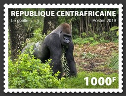 Centrafrica 2019, Animals, Gorilla, 1val - Gorilles