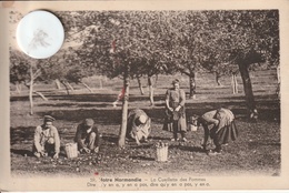 14 - Carte Postale Ancienne De LA CUEILLETTE DES POMMES - Bayeux