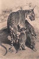 Tigre - Tigresse Et Tigreaux - Tijgers