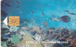 Saba - Satel - Marine Life - Antille (Olandesi)