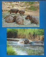 ANIMAUX - HIPPOPOTAMES - LOT DE 2 CARTES - EAST AFRICA - RESERVE DE LA RUSIZI - Nijlpaarden