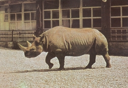 African Rhino - Zagreb Croatia City Zoo Entrance Ticket Postcard - Rhinoceros