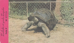 Turtle Testudo Gigantea - Zagreb Croatia City Zoo Entrance Ticket Postcard - Tartarughe