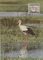 BELGIUM 1972 Max Card With Stork.BARGAIN.!! - Storks & Long-legged Wading Birds