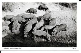 AFRICAN WILD  LIFE  HIPPOS - Flusspferde