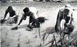 205-3797 - 30 - Aigues Martes Repiquage Du Riz Dans Les Rizieres - Aigues-Mortes