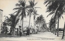 St Saint-Louis (Sénégal) - Avenue Des Cocotiers - Carte Dos Simple Non Circulée - Sénégal