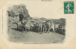 En Auvergne  Troupeau De Bourgeois  Cochons   - Collection Gely - Autres & Non Classés