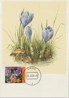 Pays Bas Carte Maximum 1996 Fleurs Crocus 1534 - Cartes-Maximum (CM)