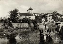 1 Cpsm Espelette - Attelage Basque - Espelette