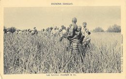 Sénégal - Bignona - Les Femmes Récoltent Le Riz - Photo P.E.J. Casamance - Carte Non Circulée - África