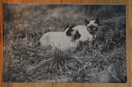 Parc D'acclimatation Des Geneveys-sur-Coffrane - Camille Droz Herboriste Botaniste Propriét. - Chats Siamois - (n°14832) - Geneveys