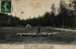 88 - LIFFOL-le-GRAND - Le Site Des Vergères - Les Hauts Bois - La Route De Grand Et Aillianville - Liffol Le Grand