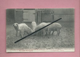 CPA - Voir Montjavoult - Elevage Les Rontils -(Oise) Et La Pairie (Seine )-... Porcelets Normands (  Cochon , Cochons ) - Montjavoult