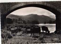 43 RETOURNAC Alt 565m Paysage Sur La Loire, Vaches - Retournac