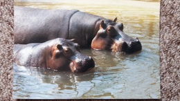 CPSM HIPPOPOTAMES PARC ZOOLOGIQUE DE PLAISANCE DU TOUCH ZOO EDIVEL 1987 - Hippopotames