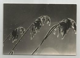 Delcampe - 25 - Hiver Dans Le Haut Doubs Carte Photo Stainacre De Pontarlier - Pontarlier