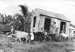 ¤¤   -  GUADELOUPE  -  Déplacement De Maison  -  Moving A House -  Attelage De Boeufs  -  ¤¤ - Andere & Zonder Classificatie