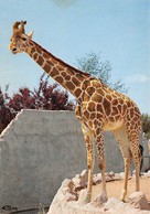 Romanèche-Thorins - Parc Zoologique Des Condeminals - La Maison Blanche - GIRAFE (Afrique) - Jirafas