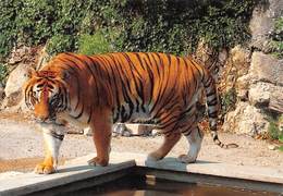 Besançon - Le Zoo De La CItadelle - Le TIGRE - Tigres