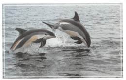 DAUPHINS à Flancs Blancs Au Large De Tadoussac, Canada - Croisières Navimex Inc., Québec - Dauphins