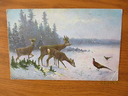 HUNTING DEER PHASAN , SIGNED MÜLLER  ,  OLD POSTCARD ,0 - Mueller, August - Munich