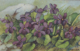 Cpa 2 Scans Illustrateur Illustrator - A. Haller - Flowers, Blumen, Des Fleurs Violettes 319 - Haller, A.