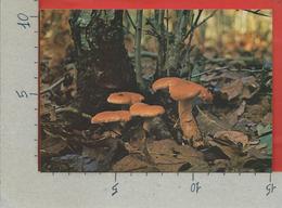 CARTOLINA NV ITALIA - CIRCEO - AZIENDA DI STATO FORESTE DEMANIALI - Steccherino Dorato - Funghi - 10 X 15 - Mushrooms