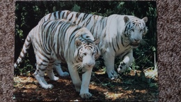 CPM TIGRE DE SIBERIE ZOO PARC DE BEAUVAL 41 SAINT AIGNAN IMP ALLEAUME BLOIS - Tigres