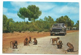 CPM Mallorca - Auto Et Foto Safari Ruhe - Singe Monkey  - Vintage Car - Voyagée Vers Concarneau ( Flamme ) - Cabrera