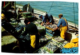 Pêche - Débarquement Du Poisson     (cpsm Grand Format) - Pesca