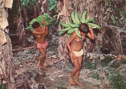 VENEZUELA Amazonas INDIO Indian Naked Woman Collecting Bananas Old Postcard - Non Classificati