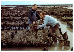 Parcs à Huitres - Ostréiculture - Grappes D'huitres Portugaises - Artaud & Cie - Fishing